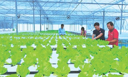 HTX Đức Phát trồng rau “siêu sạch” công nghệ Israel