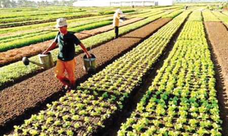 HTX Hòa Bình (Hà Nội): Nhân rộng mạng lưới tiêu thụ