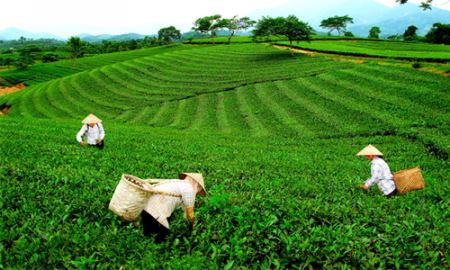 Phát triển chuỗi giá trị sản phẩm chè