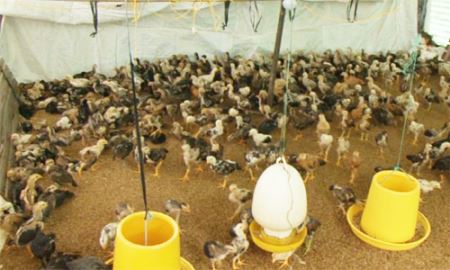 THT An Tập: Hiệu quả trong nuôi gà bằng đệm lót sinh học