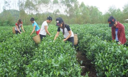 HTX Thân Trường xây dựng thành công nhãn hiệu “Chè bản Ven”