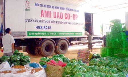 HTX Anh Đào với cuộc chiến “mở cửa” thị trường rau sạch