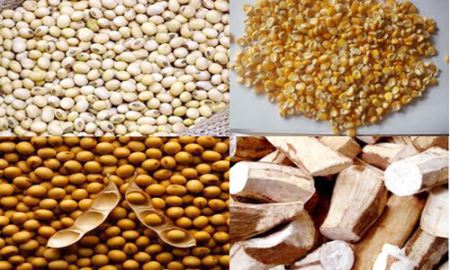 Được mùa gạo, chớ “phụ” ngô, khoai!