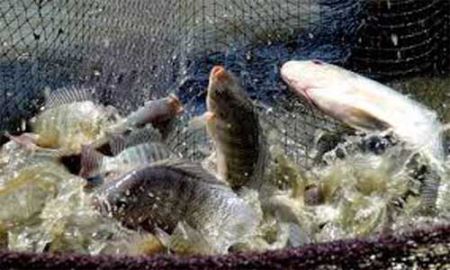 Cảnh báo Bờ Biển Ngà cấm nhập khẩu cá Tilapia từ 5 nước
