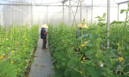 HTX Vinh Sáng trồng rau trong nhà kính, thu 1,3 tỷ đồng/ha