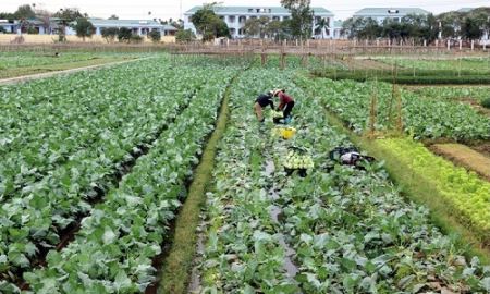 HTX Tiền An phát huy thế mạnh, vươn lên nhờ rau sạch