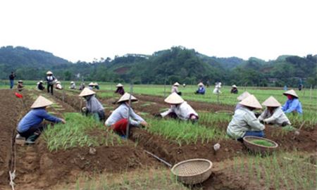 HTX Phú Đạt đưa hành đi xuất khẩu