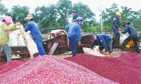 Xuất khẩu cà phê “tăng tốc” cuối năm?