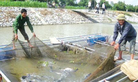 HTX thủy sản Phú Thọ:  “Hạt nhân” kinh tế của Bắc Ninh 