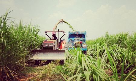 Vi phạm nhiều quy định, HAGL Agrico bị phạt 255 triệu đồng 