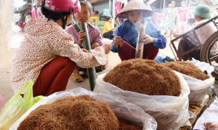Thuốc lào: “Tử thần” đang bị “thả nổi”