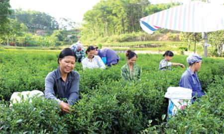 Đẩy mạnh phát triển HTX trồng chè kiểu mới