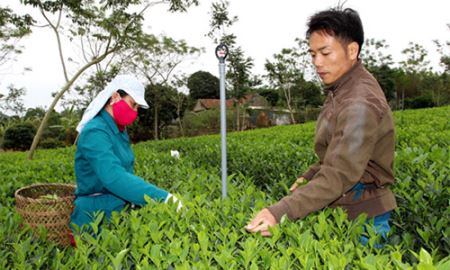 HTX Phú Cường Bắc: Môi trường trong lành từ sản xuất chè hữu cơ