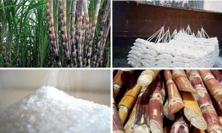 Mía đường thêm vị “đắng”