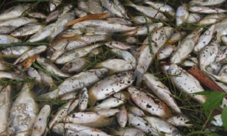 Quảng Ngãi:  Cá chết do nhiễm khuẩn