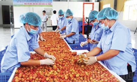 Ứng dụng công nghệ mới bao gói quả vải 