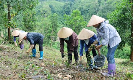 HTX Toàn Dân giữ màu xanh cho rừng