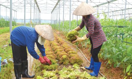 HTX Đức Huy tiên phong xây dựng chuỗi giá trị