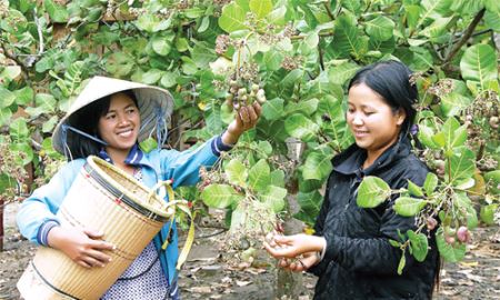Bình Phước: Điểm tựa phát triển bền vững từ HTX