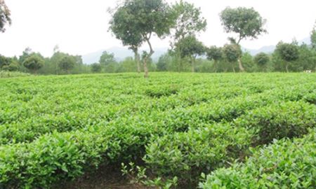 HTX Thịnh An ứng dụng chế phẩm sinh học vào sản xuất an toàn