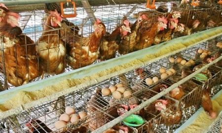 Ngành chăn nuôi cần phải “lột xác”