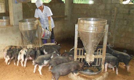 HTX Quý Long chăn nuôi khép kín không chất thải