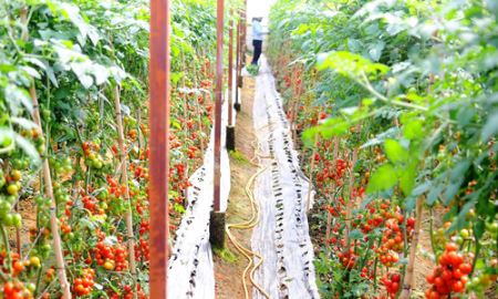 “Miếng bánh lớn” sản phẩm nông nghiệp chủ lực
