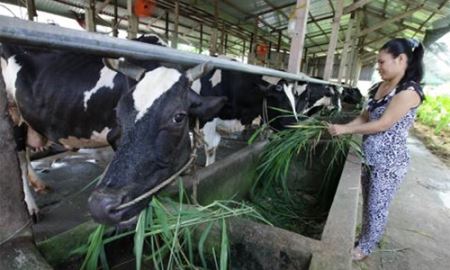 Bảo vệ môi trường nhờ chăn nuôi công nghệ cao