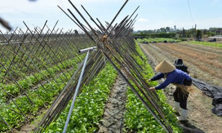 Huyện Thiệu Hóa phát huy vai trò của HTX trong xây dựng nông thôn mới