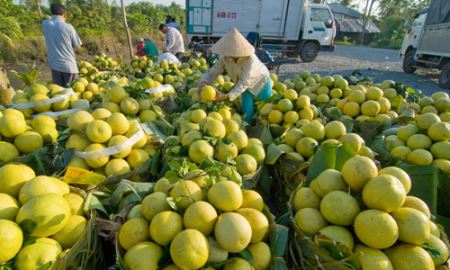 “Nghẽn” logistics, rau quả giảm sức cạnh tranh 