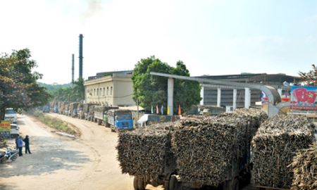 Thị trường mía đường: Nghịch lý “trong ngán, ngoài thèm”