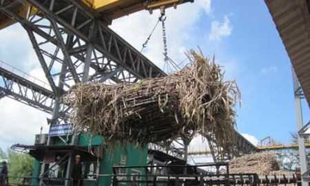 Muốn lớn, doanh nghiệp mía đường  phải “cai sữa” bảo hộ 