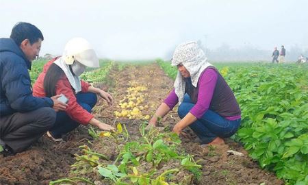 HTX Trọng Quan góp phần giảm ô nhiễm từ rơm rạ