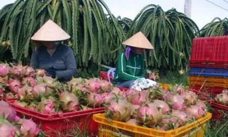 Xuất khẩu rau quả chạm mốc hơn 3,5 tỷ USD, vượt lúa gạo và dầu khí