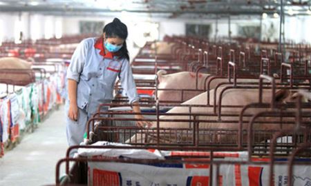 HTX Hòa Mỹ (Hà Nội):  Lợi ích từ chăn nuôi công nghệ cao