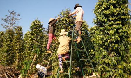 Hồ tiêu mất giá vì xuất thô 