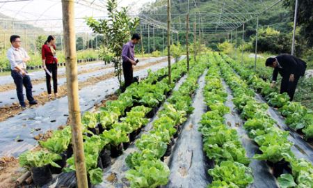 Bắc Kạn:  Hợp tác xã góp phần xây dựng nông thôn mới