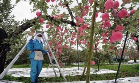 Khám phá táo tươi vùng Aomori từ Nhật Bản