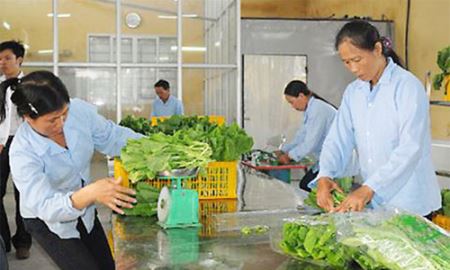 HTX Ngã Ba Giồng thay đổi hoàn toàn tư duy của nông dân