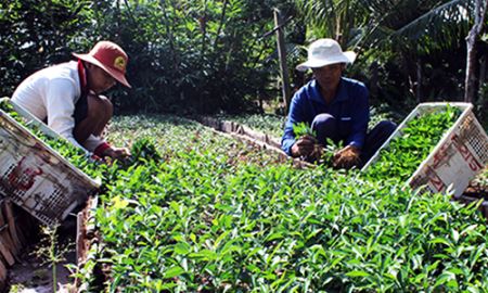 Vai trò HTX trong xây dựng NTM ở Hậu Giang