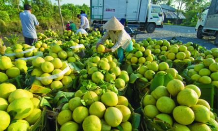 Liên kết để nhắm thị trường khu vực