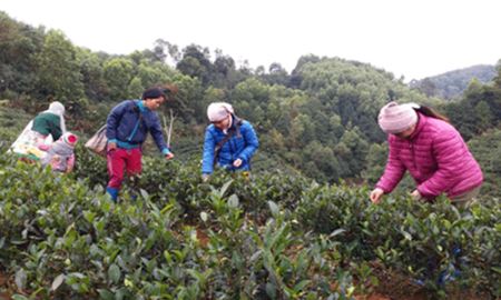 THT chè Khuổi Coóng mở ra hướng phát triển kinh tế ổn định