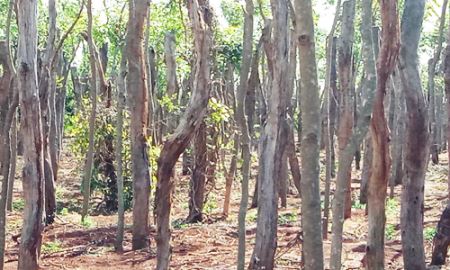 Gia Lai: Nông dân điêu đứng vì hàng ngàn ha tiêu chết