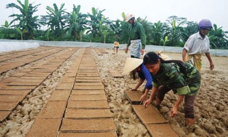 HTX nông nghiệp ở Nghệ An: Phát triển theo hướng đa ngành nghề