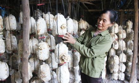 HTX Nấm Tam Đảo (Vĩnh Phúc): Hành trình sạch, tương lai xanh