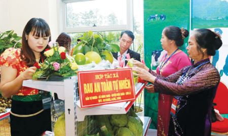 Sơn La phát triển HTX theo thế mạnh địa phương