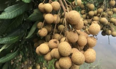 Nhãn tươi có thể được xuất sang Australia từ năm 2019