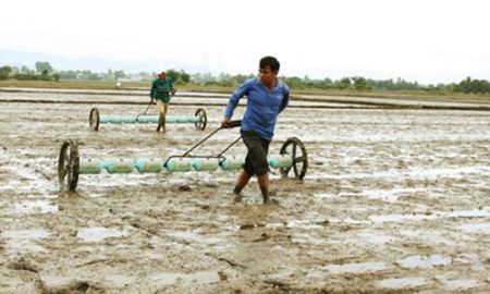 Ninh Phước (Ninh Thuận): Nông dân đồng thuận tham gia mô hình cánh đồng lớn