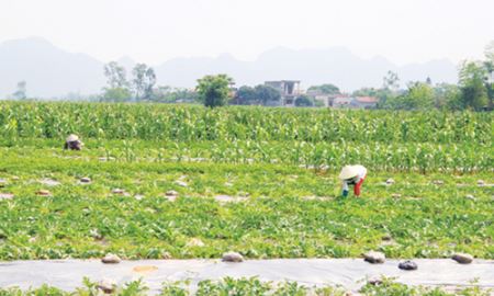 HTX trong liên kết sản xuất ở Nga Sơn