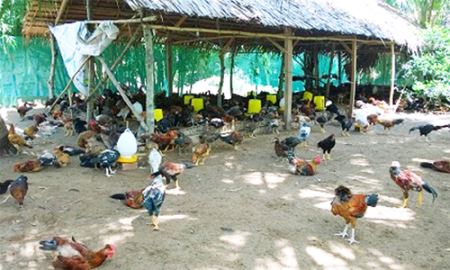 THT Hưng Nhượng A: Bảo đảm vệ sinh nhờ đệm lót sinh học 